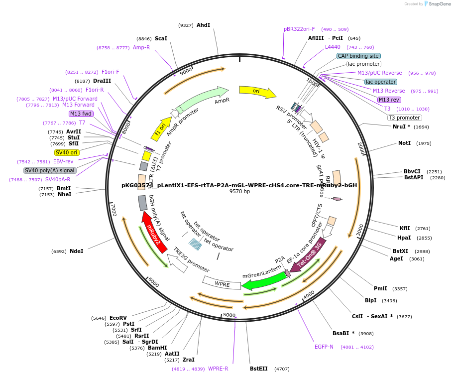 252559-plasmid-map-sequence-id-504883