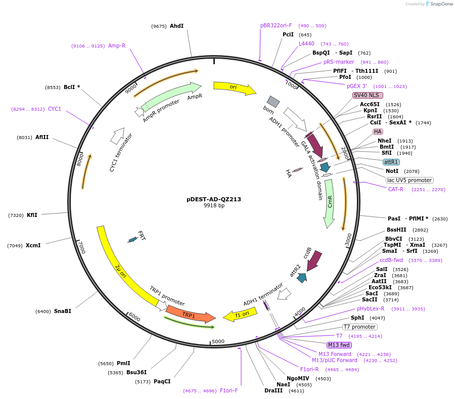 252776-plasmid-map-sequence-id-504884