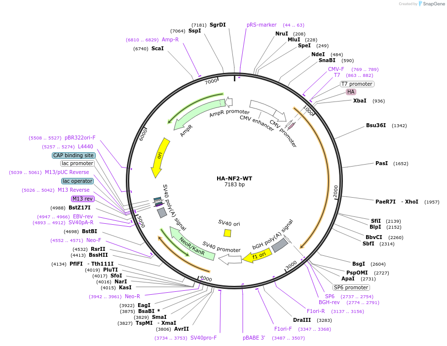 253099-plasmid-map-sequence-id-504886