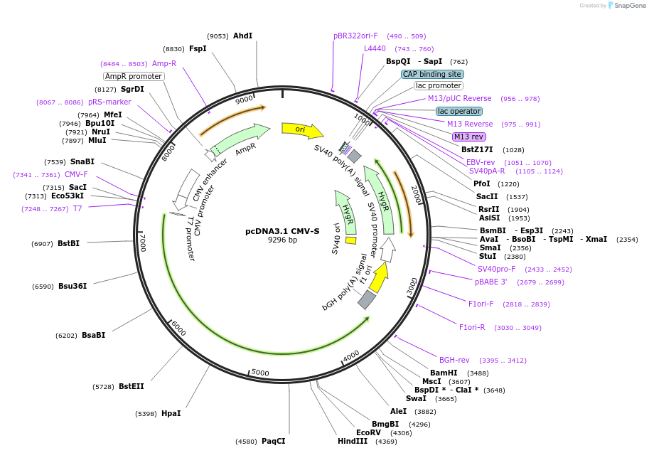 253142-plasmid-map-sequence-id-504941