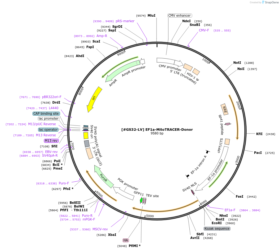 253760-plasmid-map-sequence-id-504954