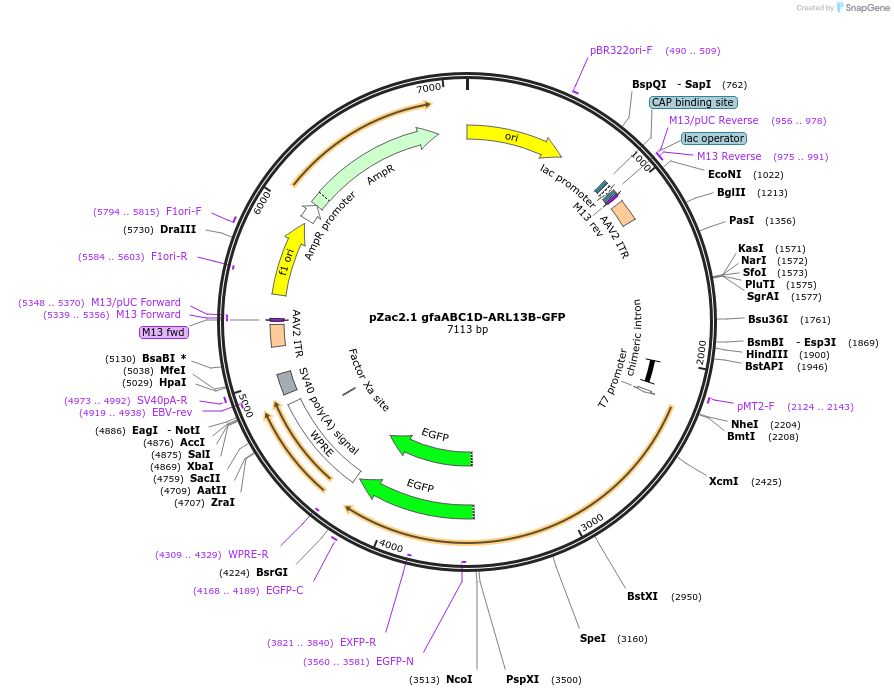 253928-plasmid-map-sequence-id-504959