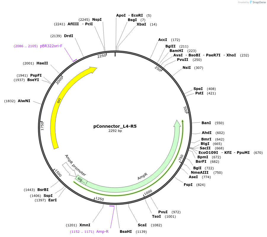 254027-plasmid-map-sequence-id-504960