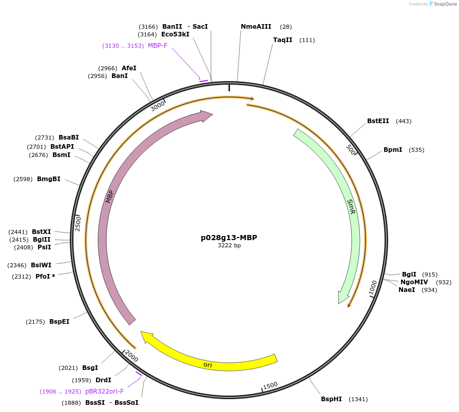 249631-plasmid-map-sequence-id-504970