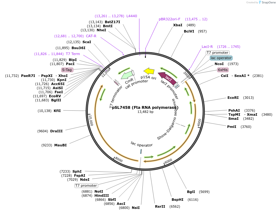 254269-plasmid-map-sequence-id-504994