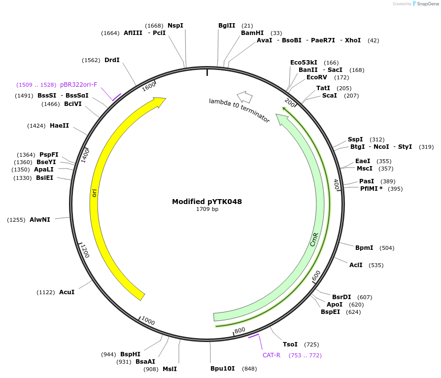 254021-plasmid-map-sequence-id-504995