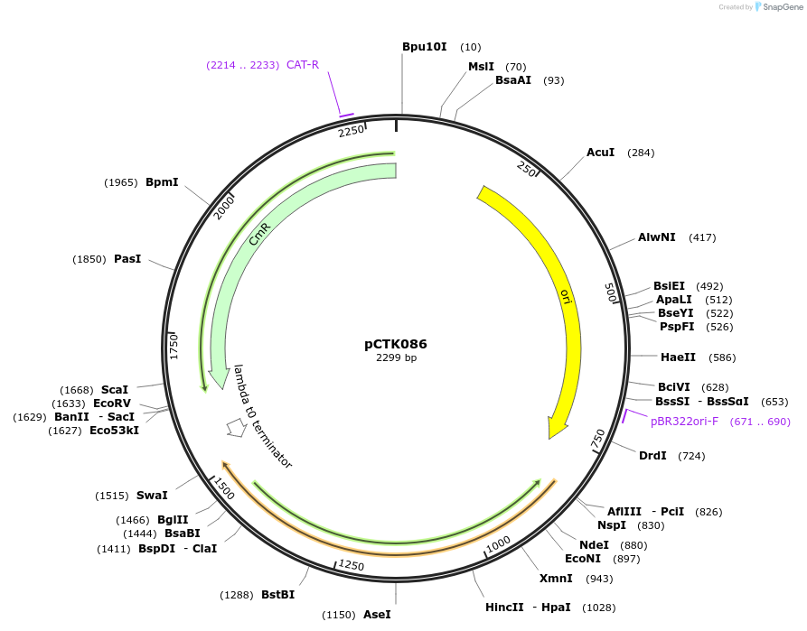 248449-plasmid-map-sequence-id-505000