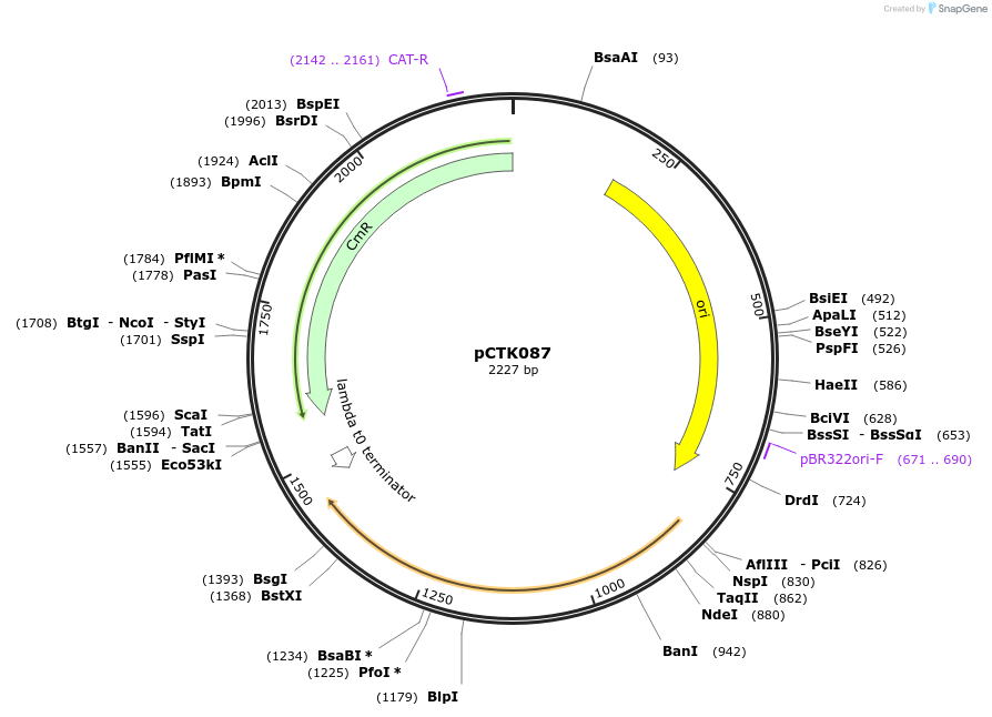 248450-plasmid-map-sequence-id-505001