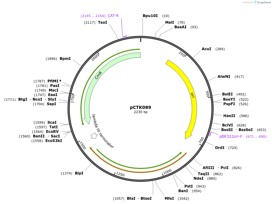 248452-plasmid-map-sequence-id-505002