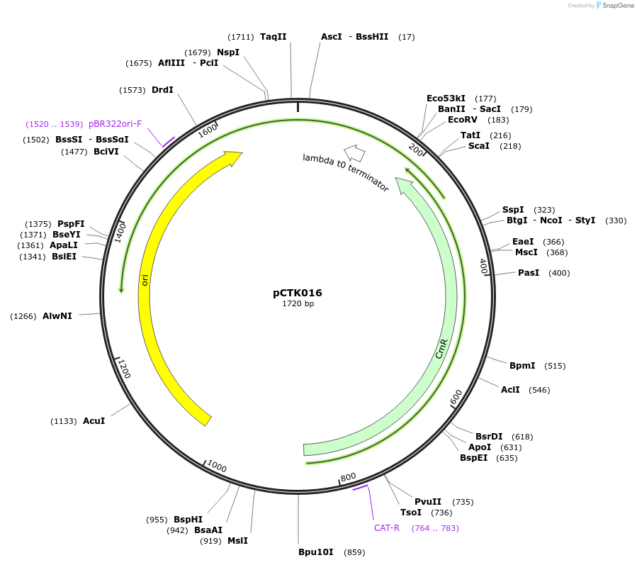 248379-plasmid-map-sequence-id-505006