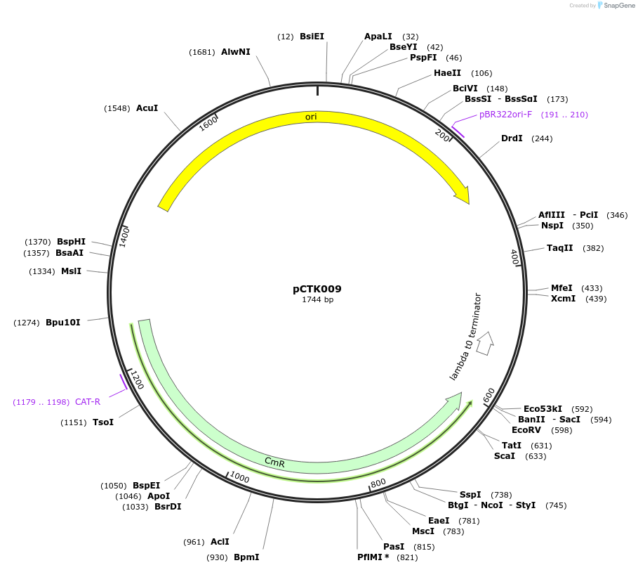 248372-plasmid-map-sequence-id-505007