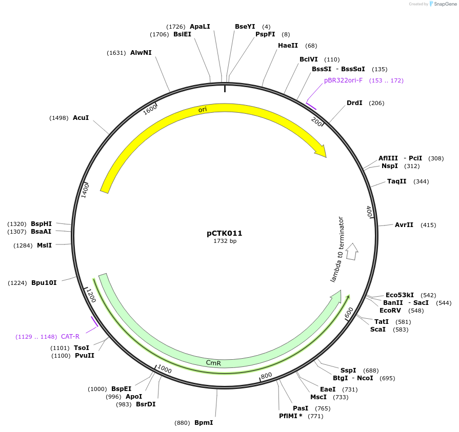 248374-plasmid-map-sequence-id-505009