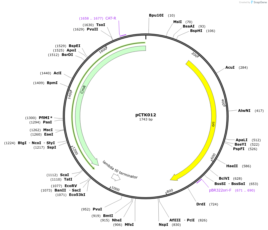 248375-plasmid-map-sequence-id-505010