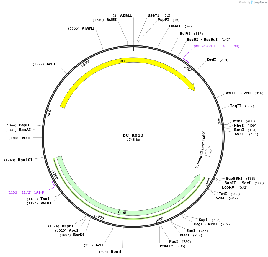 248376-plasmid-map-sequence-id-505011