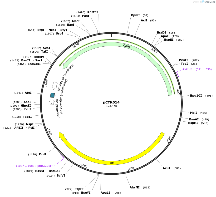 248377-plasmid-map-sequence-id-505012