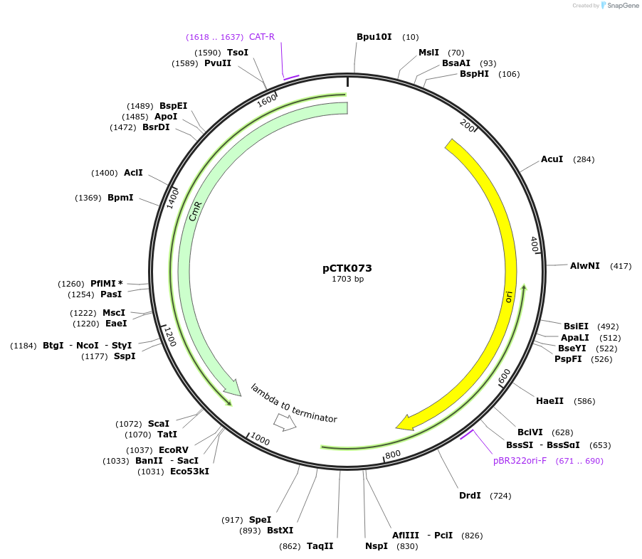 248436-plasmid-map-sequence-id-505014
