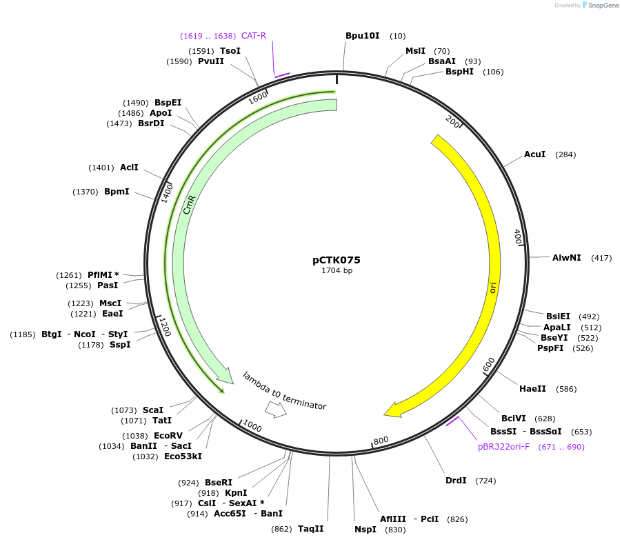 248438-plasmid-map-sequence-id-505015