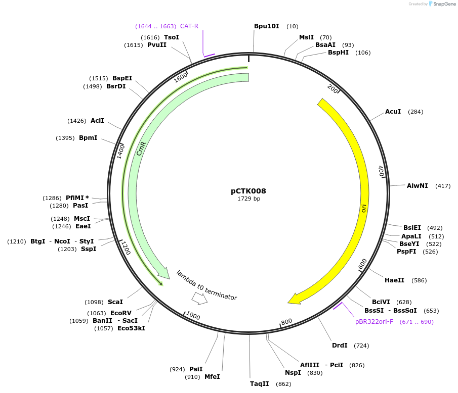 248371-plasmid-map-sequence-id-505017