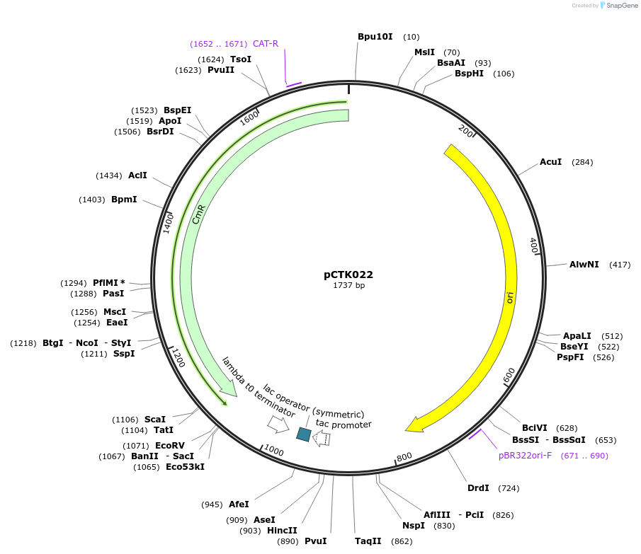 248385-plasmid-map-sequence-id-505019