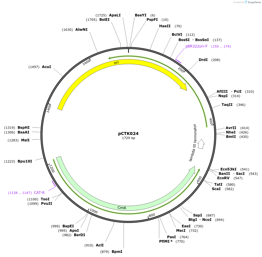 248387-plasmid-map-sequence-id-505020