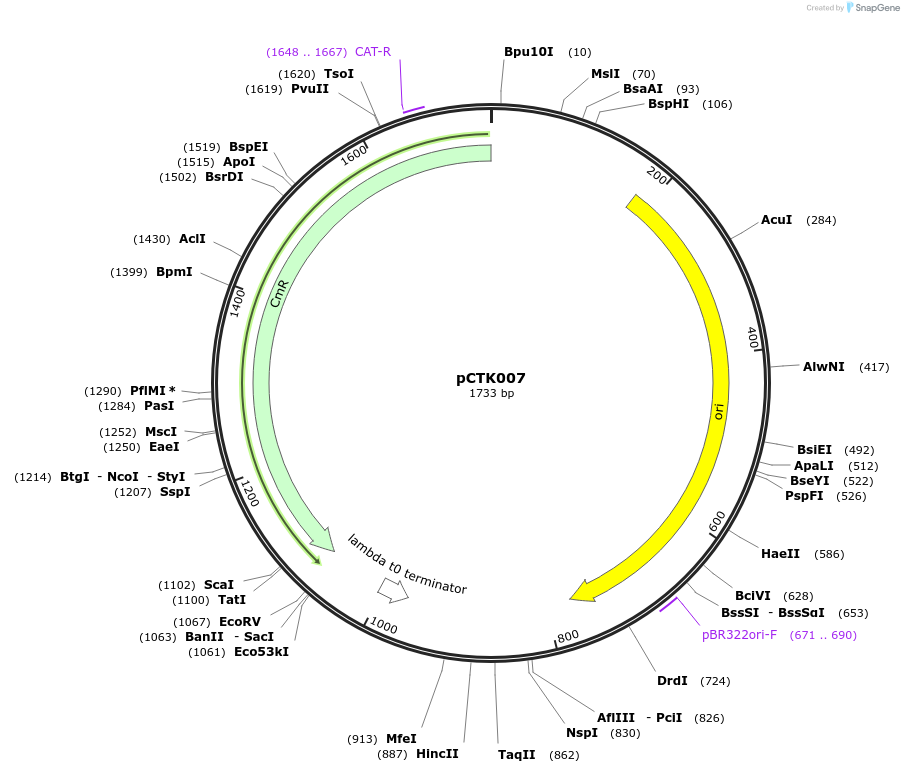 248370-plasmid-map-sequence-id-505022