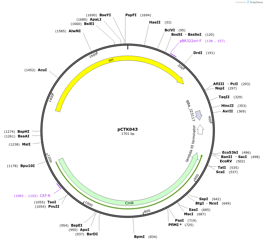 248406-plasmid-map-sequence-id-505024