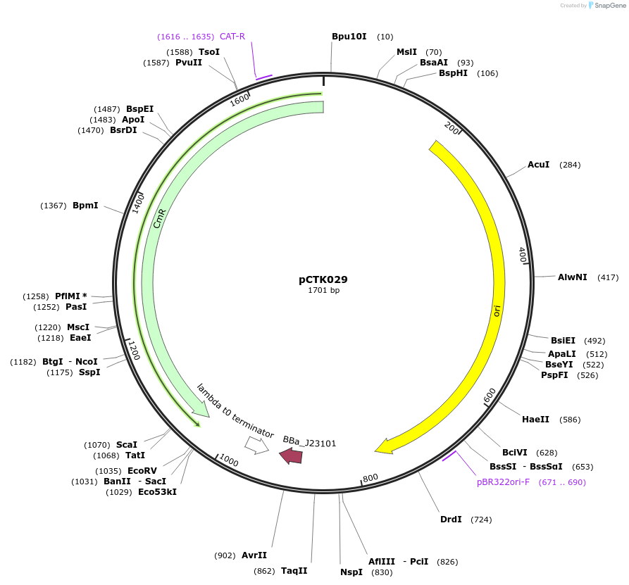 248392-plasmid-map-sequence-id-505025