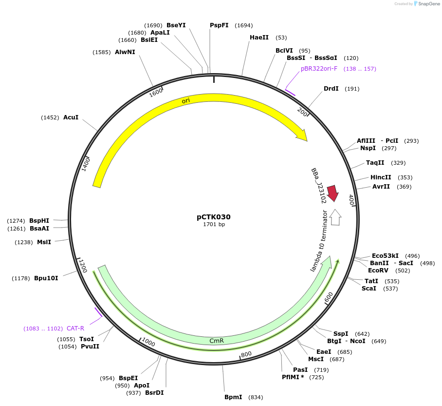 248393-plasmid-map-sequence-id-505026