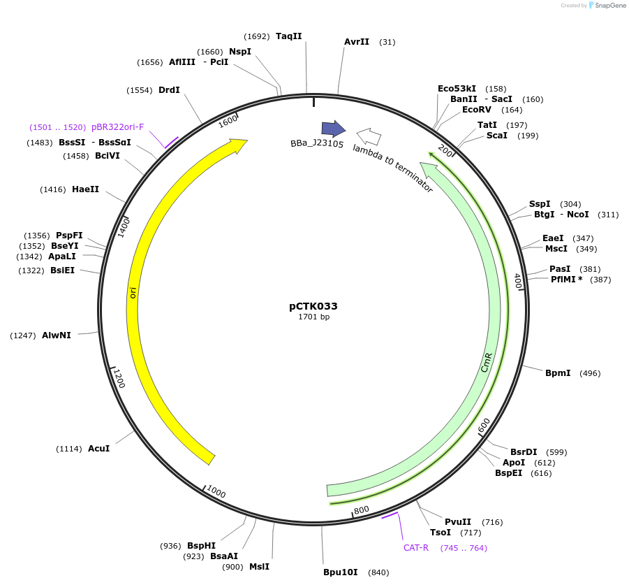 248396-plasmid-map-sequence-id-505029