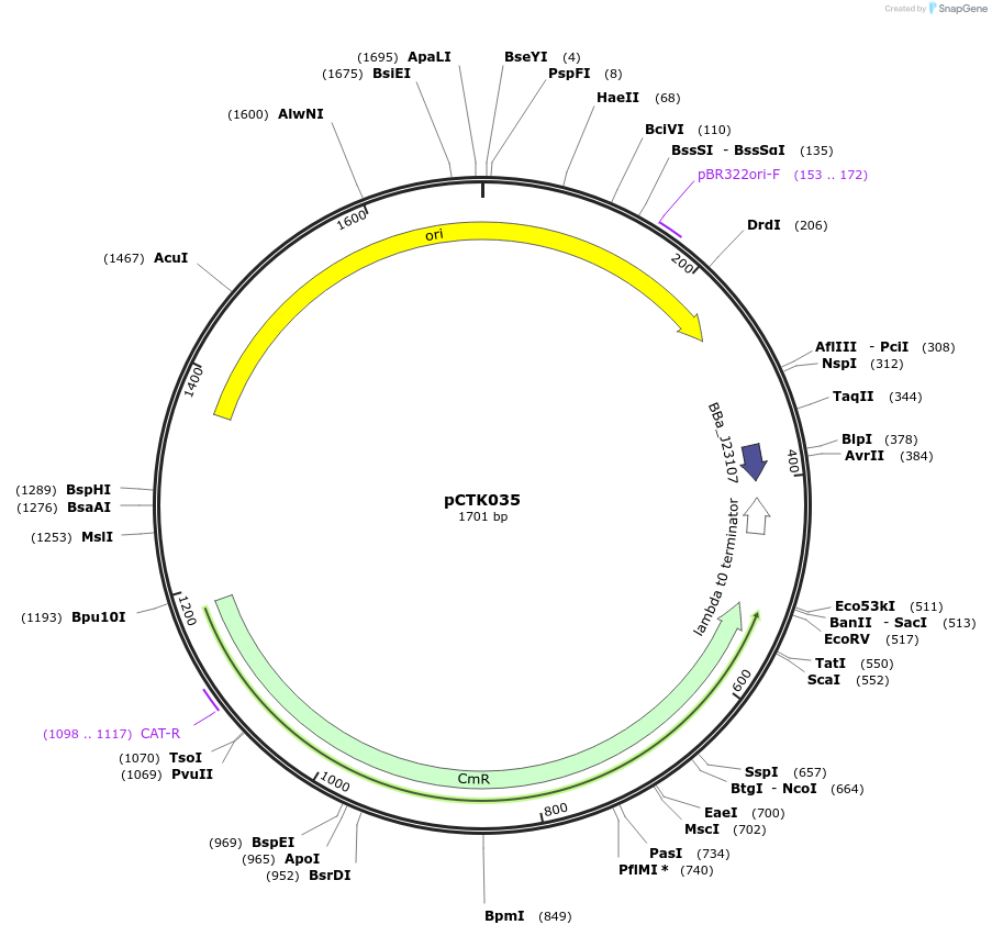 248398-plasmid-map-sequence-id-505031