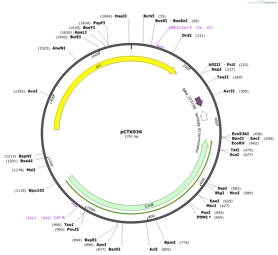 248399-plasmid-map-sequence-id-505032