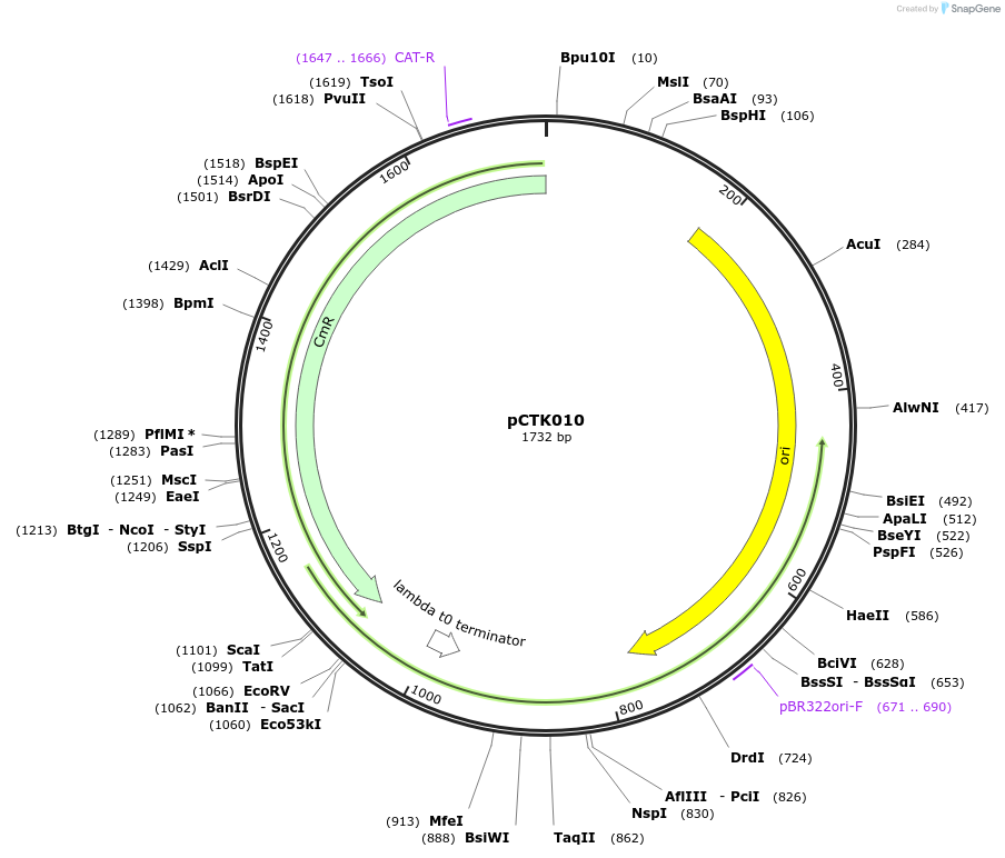 248373-plasmid-map-sequence-id-505033