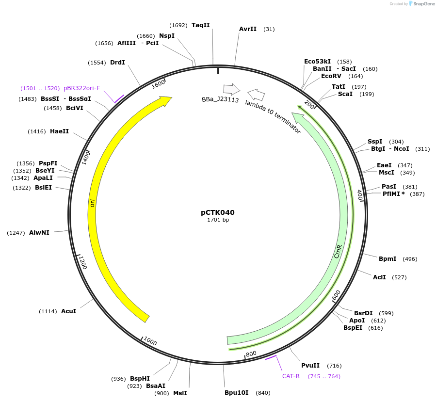 248403-plasmid-map-sequence-id-505035