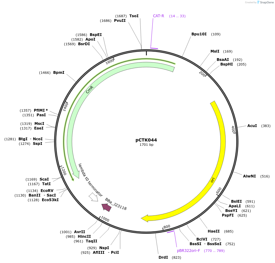 248407-plasmid-map-sequence-id-505038