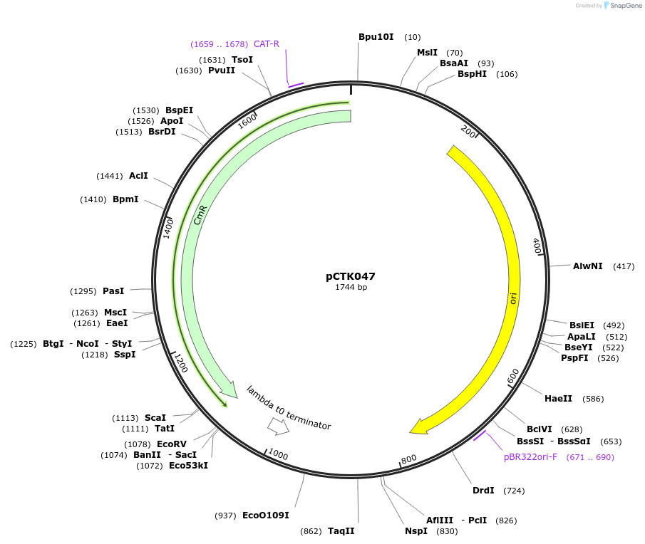 248410-plasmid-map-sequence-id-505041