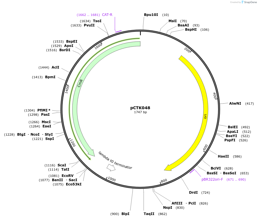 248411-plasmid-map-sequence-id-505042