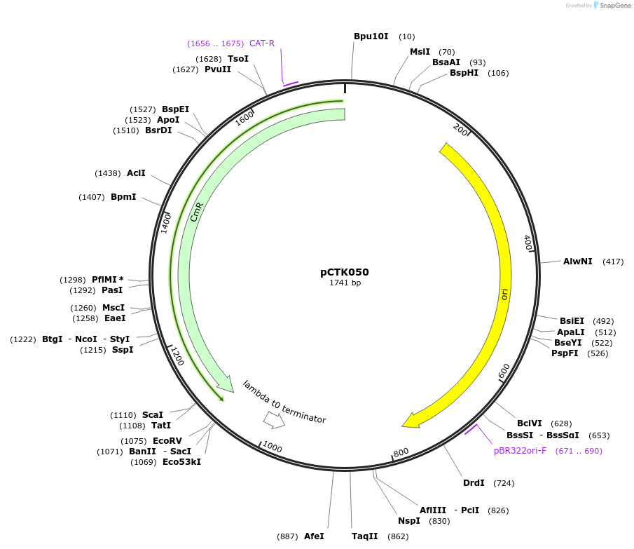 248413-plasmid-map-sequence-id-505043