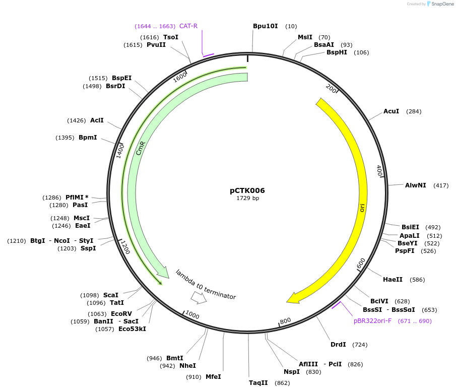 248369-plasmid-map-sequence-id-505044