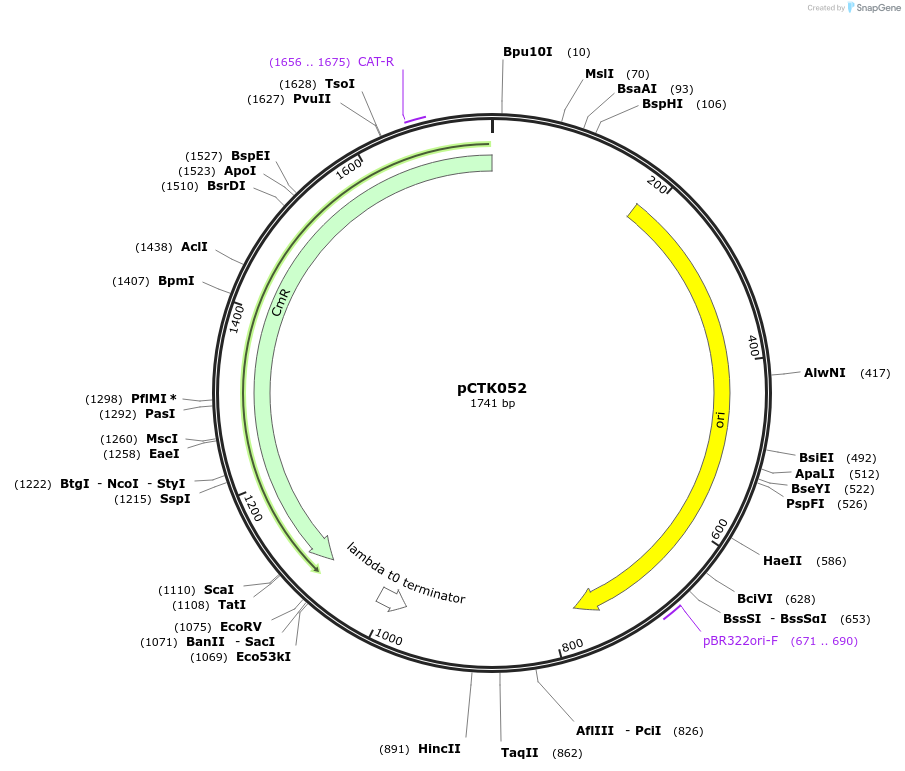 248415-plasmid-map-sequence-id-505045