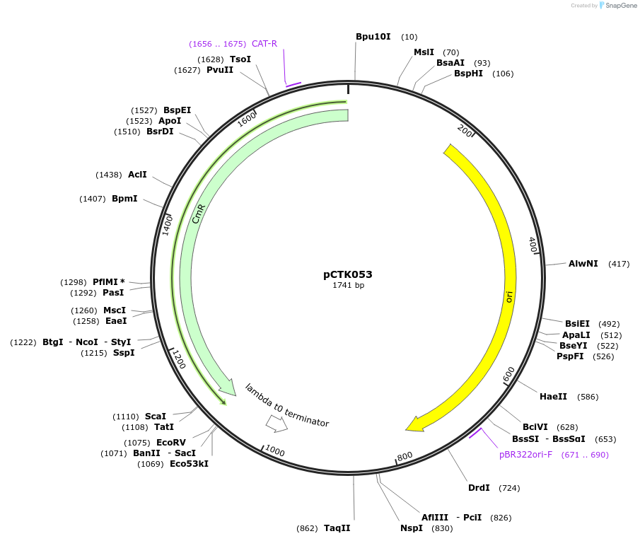 248416-plasmid-map-sequence-id-505046