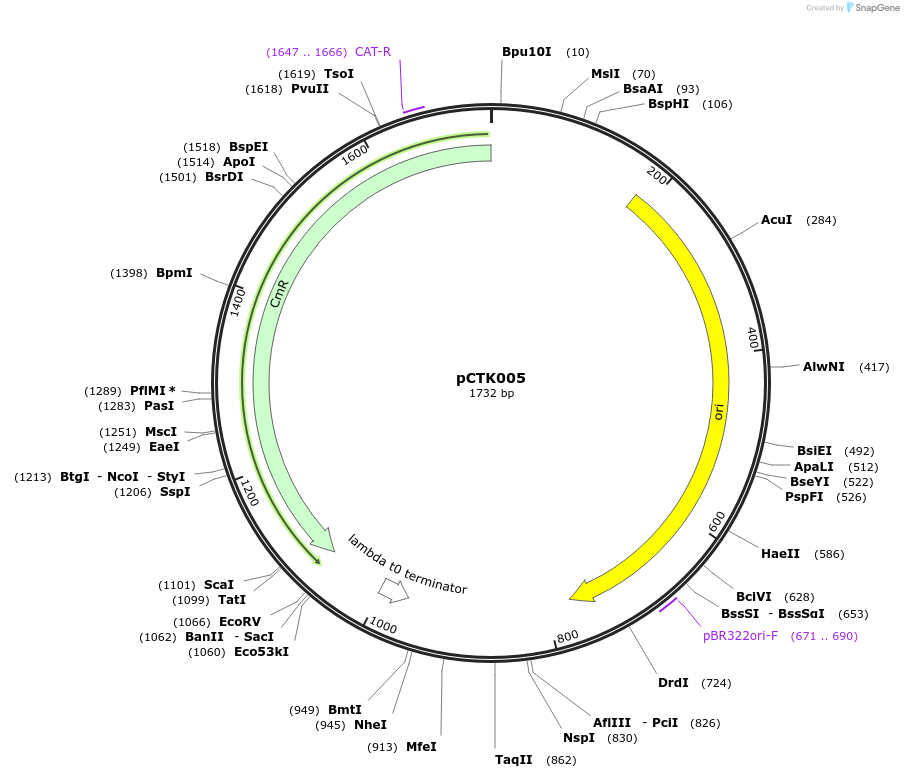 248368-plasmid-map-sequence-id-505047
