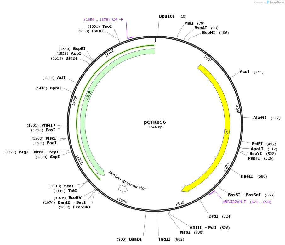 248419-plasmid-map-sequence-id-505049