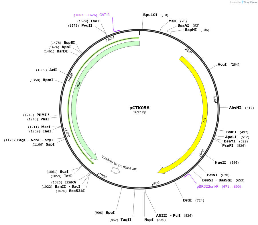 248421-plasmid-map-sequence-id-505051