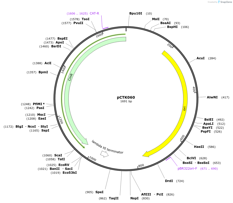 248423-plasmid-map-sequence-id-505053