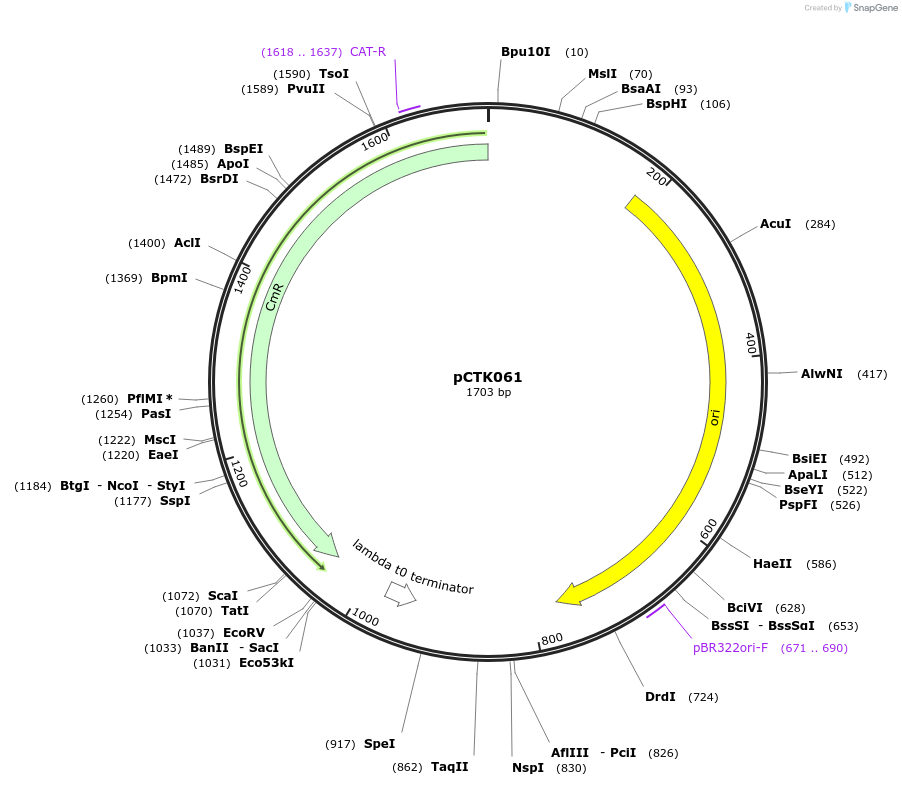 248424-plasmid-map-sequence-id-505054