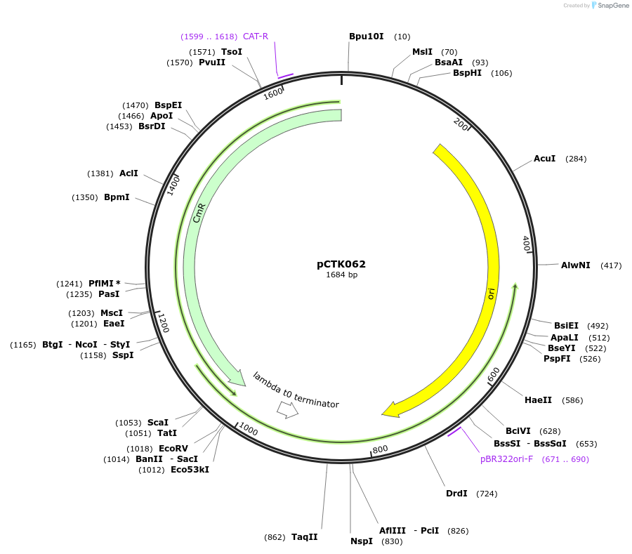 248425-plasmid-map-sequence-id-505055