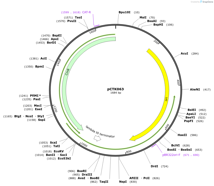 248426-plasmid-map-sequence-id-505056