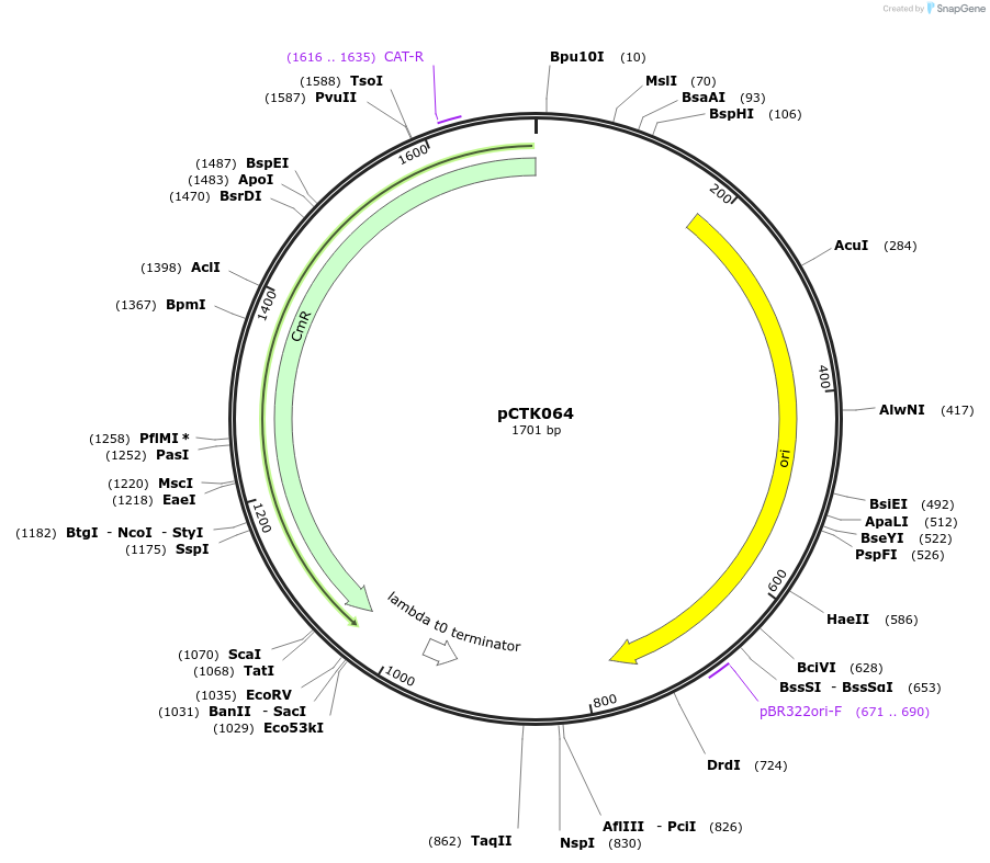 248427-plasmid-map-sequence-id-505057