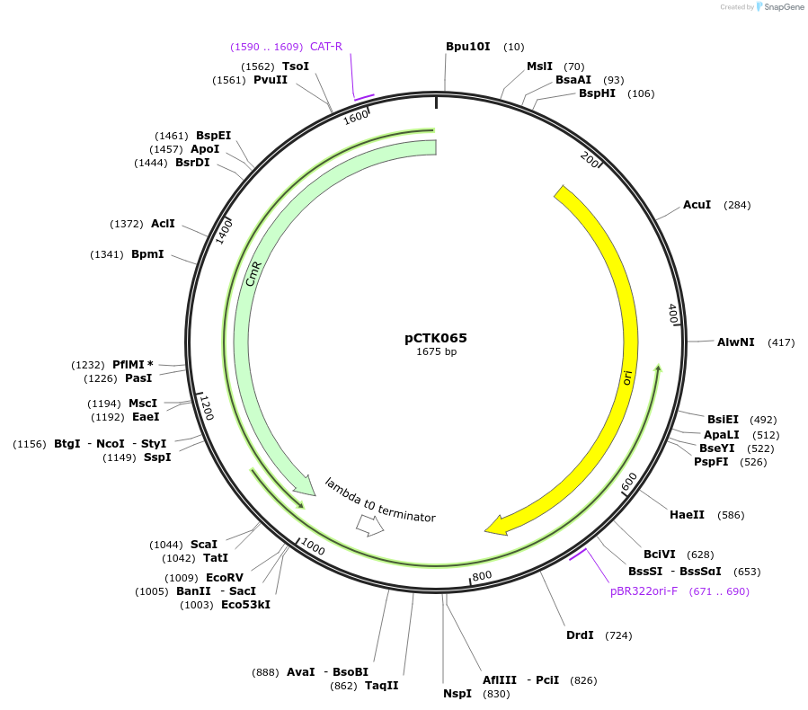248428-plasmid-map-sequence-id-505058