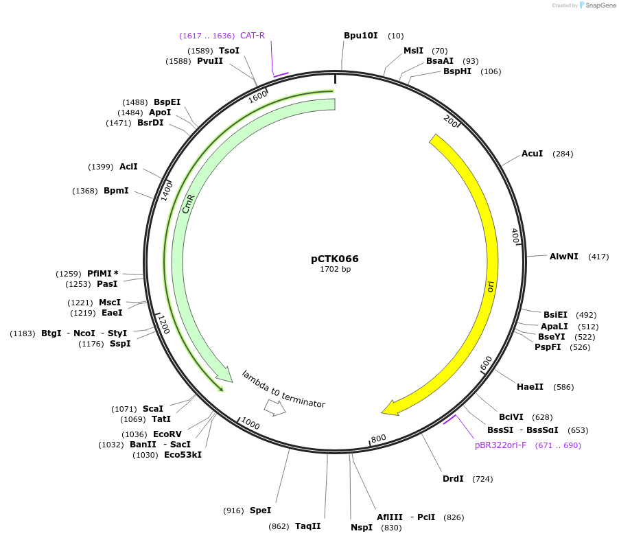 248429-plasmid-map-sequence-id-505059